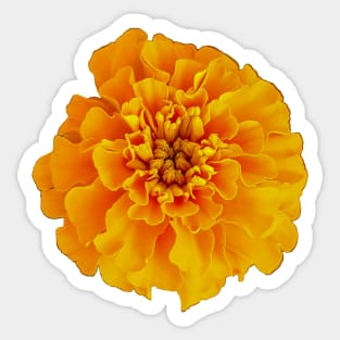 Orange Marigold Mothers Day Sticker